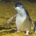 Phillip Island's Fairy Penguins